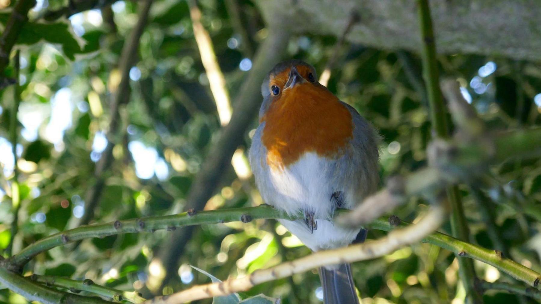 A Robin sitting among the branches of a tree. It has a red-orange chest with white plumage and grey wings and body. It is standing on a green branch. Behind it is a mixture of green leaves and branches.