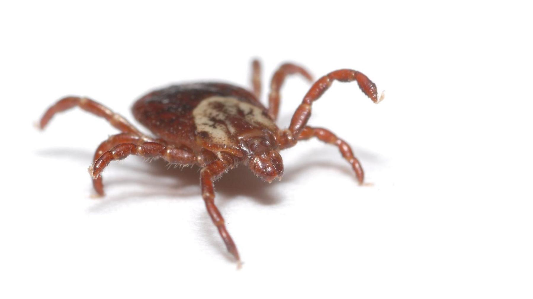 The spider-like tick is magnified in size. It has a leg raised as it crawls across a white surface.