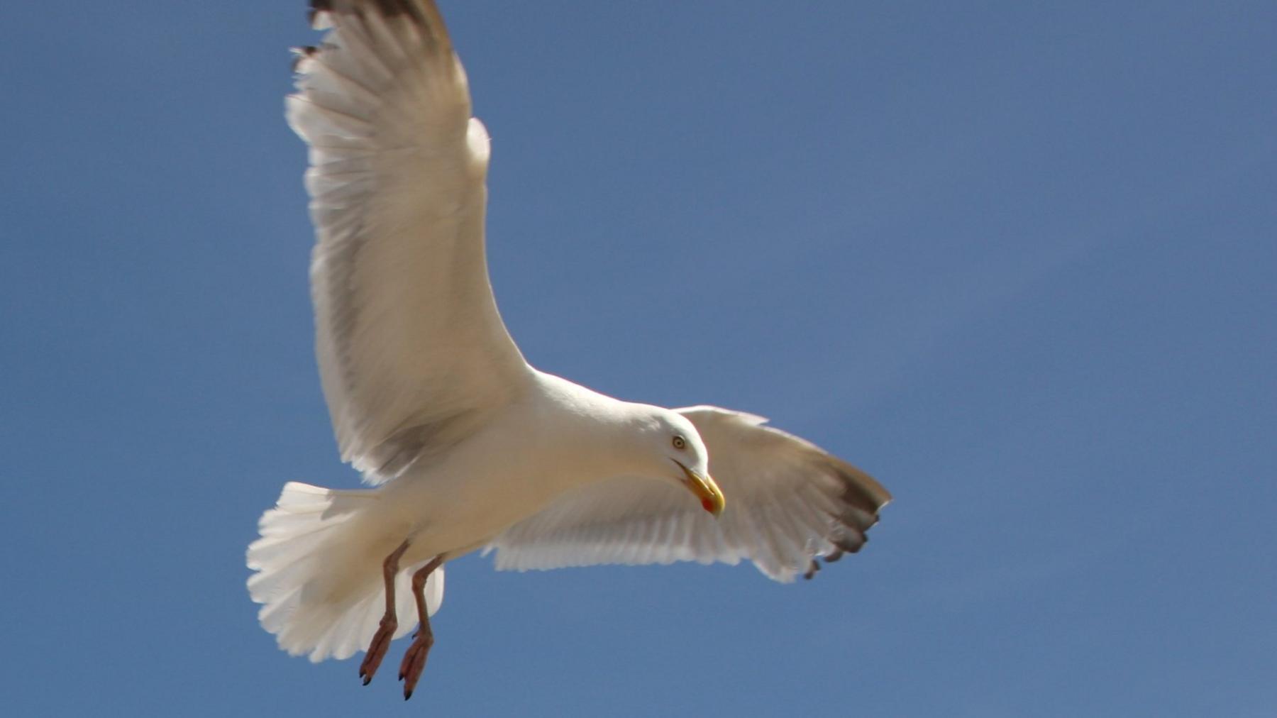 Seagull in flight