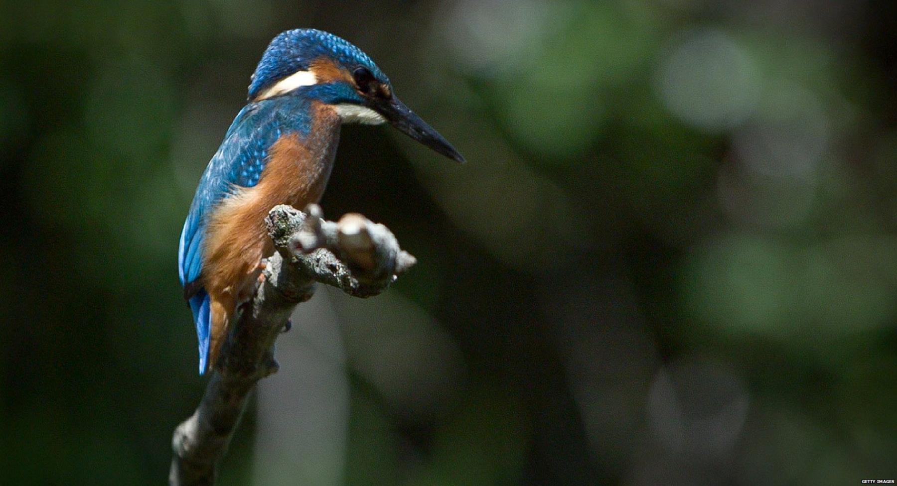 Kingfisher