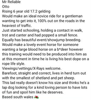 A screenshot of a post on Facebook selling a horse called Otto with three pictures of the animal
