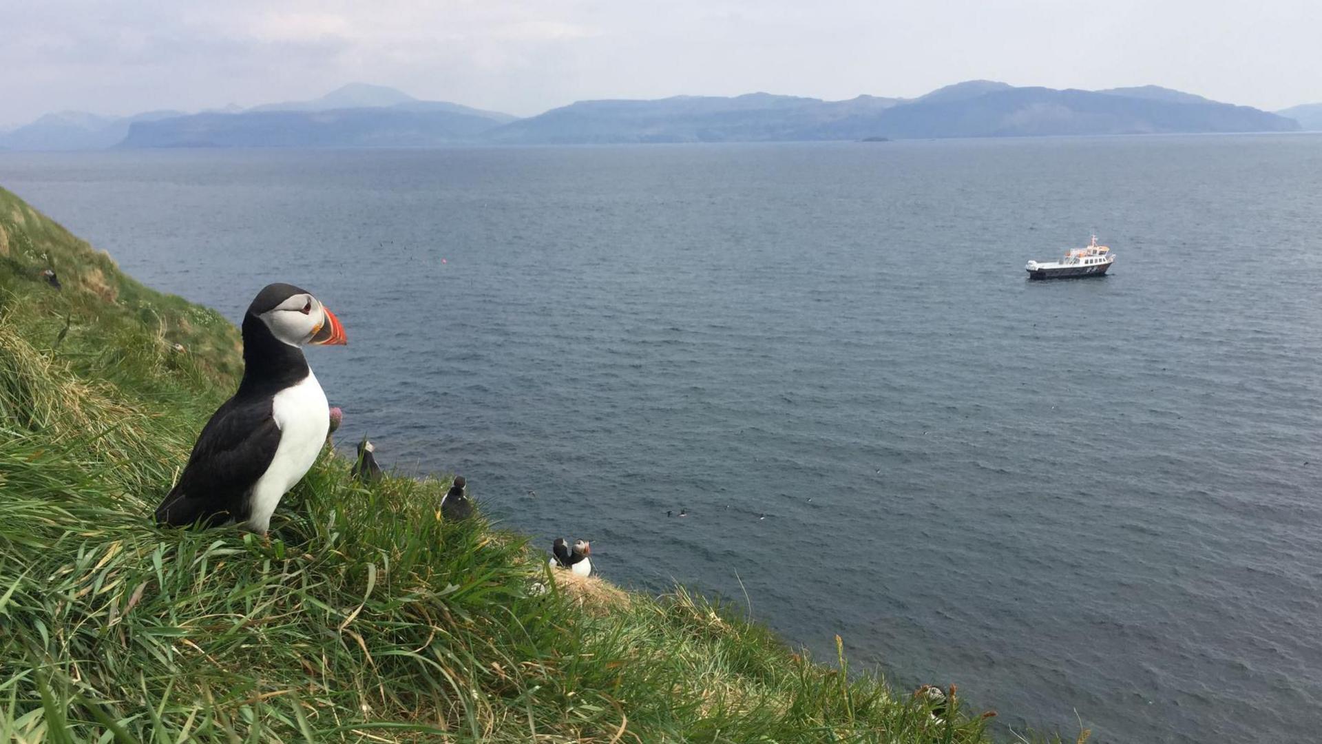 Puffins on a clifftop overlooking the sea and a small black and white tour boat.