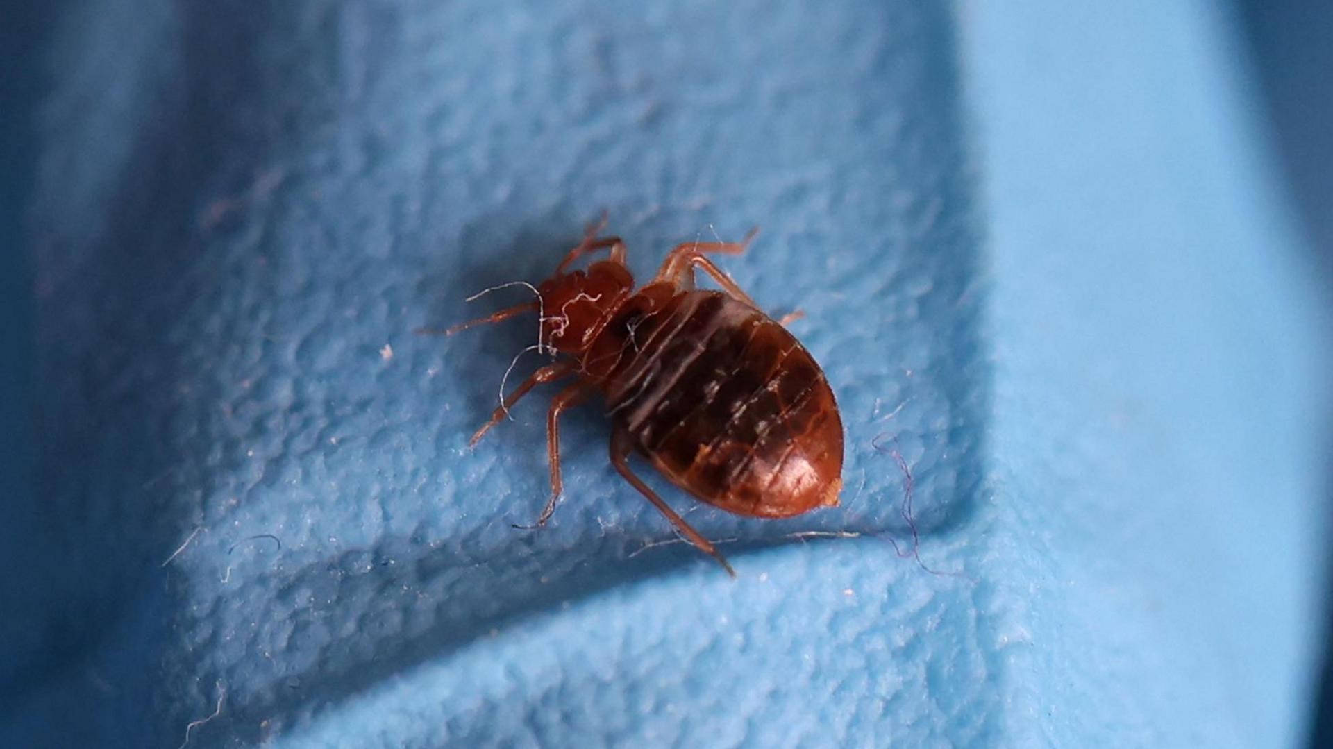 A close-up image of a tiny dark red-coloured bed bug sitting on a blue blanket.