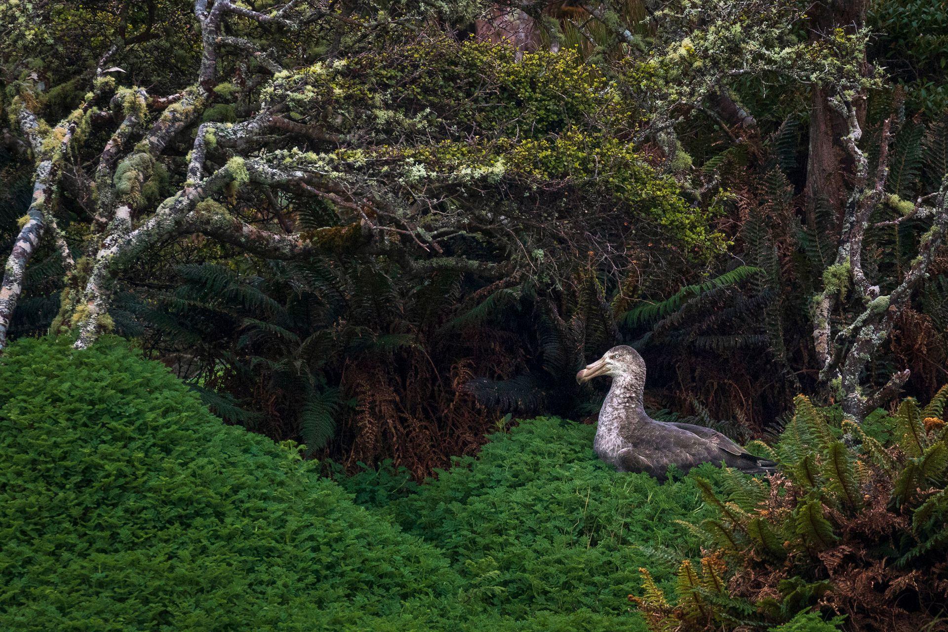 a northern giant petrel nesting