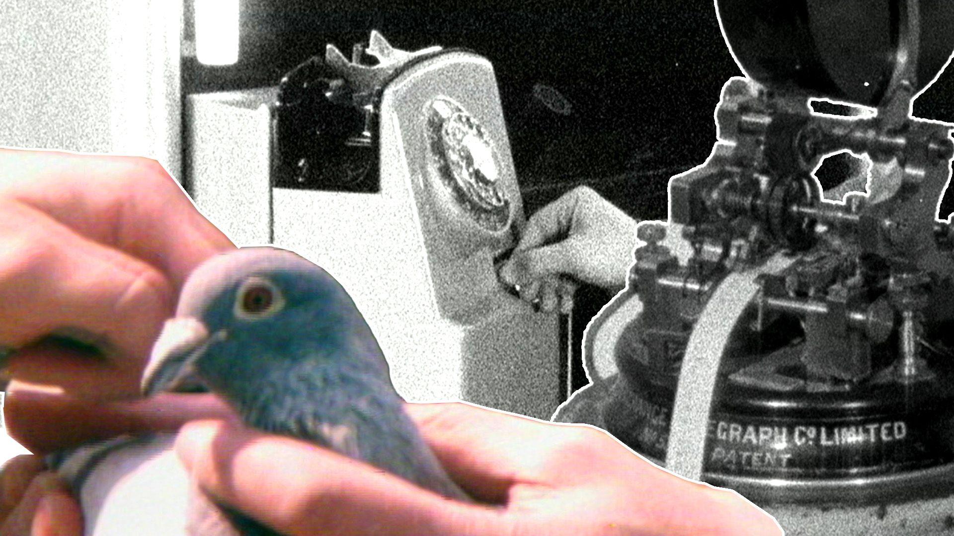 A collage including a homing pigeon, old telephone and telegraph machine.