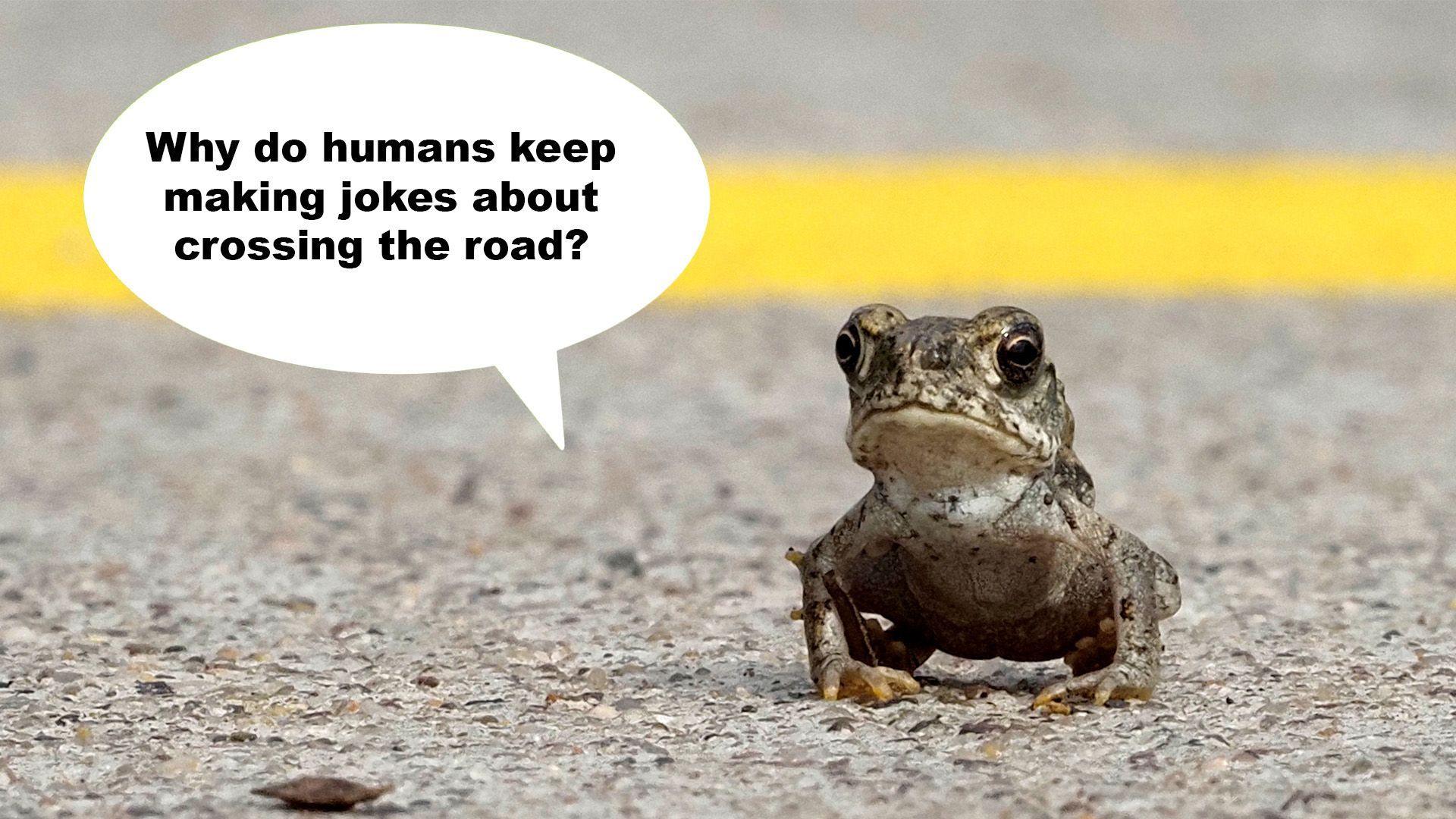 Toad crossing the road