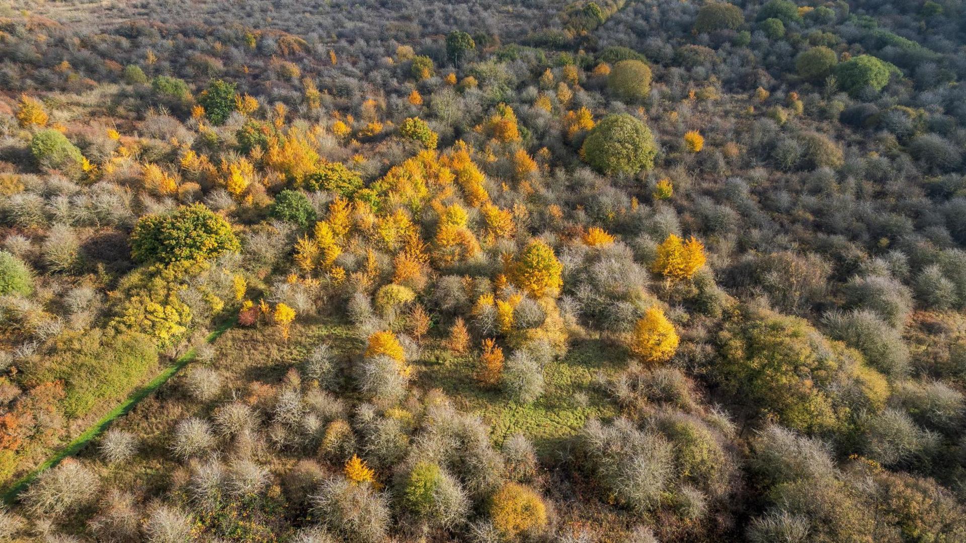 An aerial picture of the land, which is covered in trees, shrubs and grass. Some of the trees have orange leaves as it is autumn. Others are green and grey.