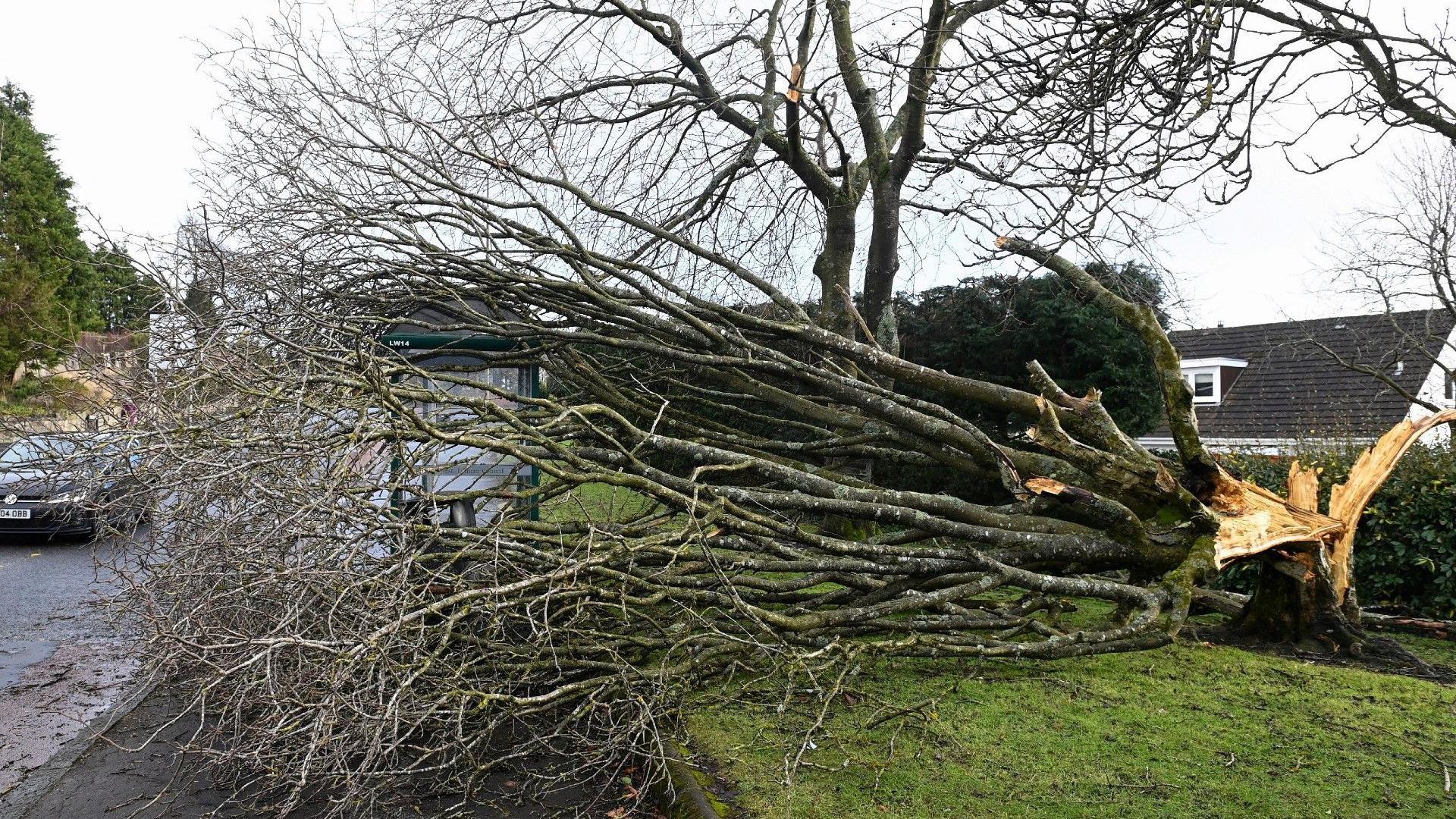 A fallen tree lies at a bus stop, during Storm Isha, in Linlithgow, Scotland, on January 22, 2024