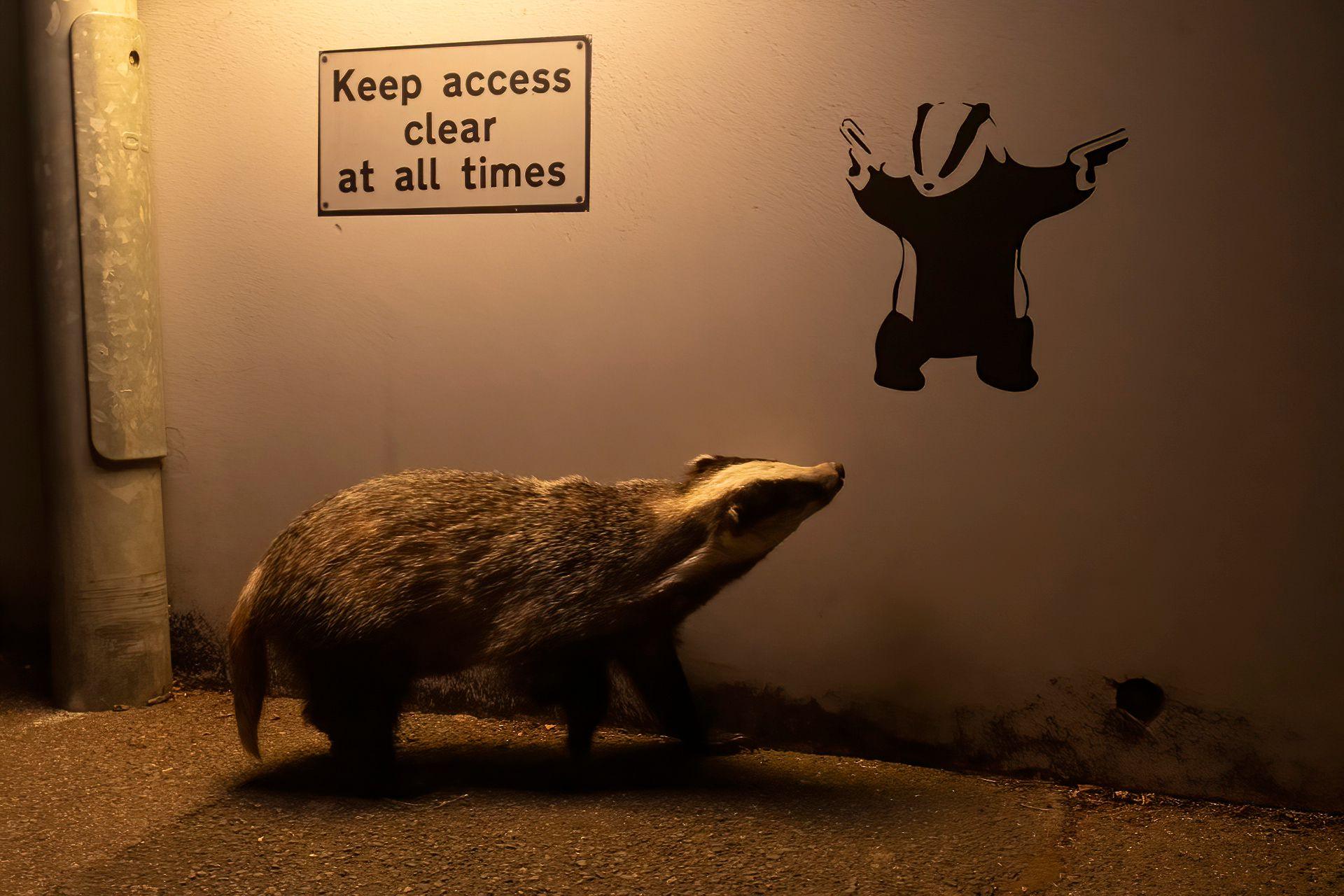 In a dimly lit scene on a street at night  a badger walks underneath some graffiti of a badger - a Banksy stencil design - and appears to look up at it.