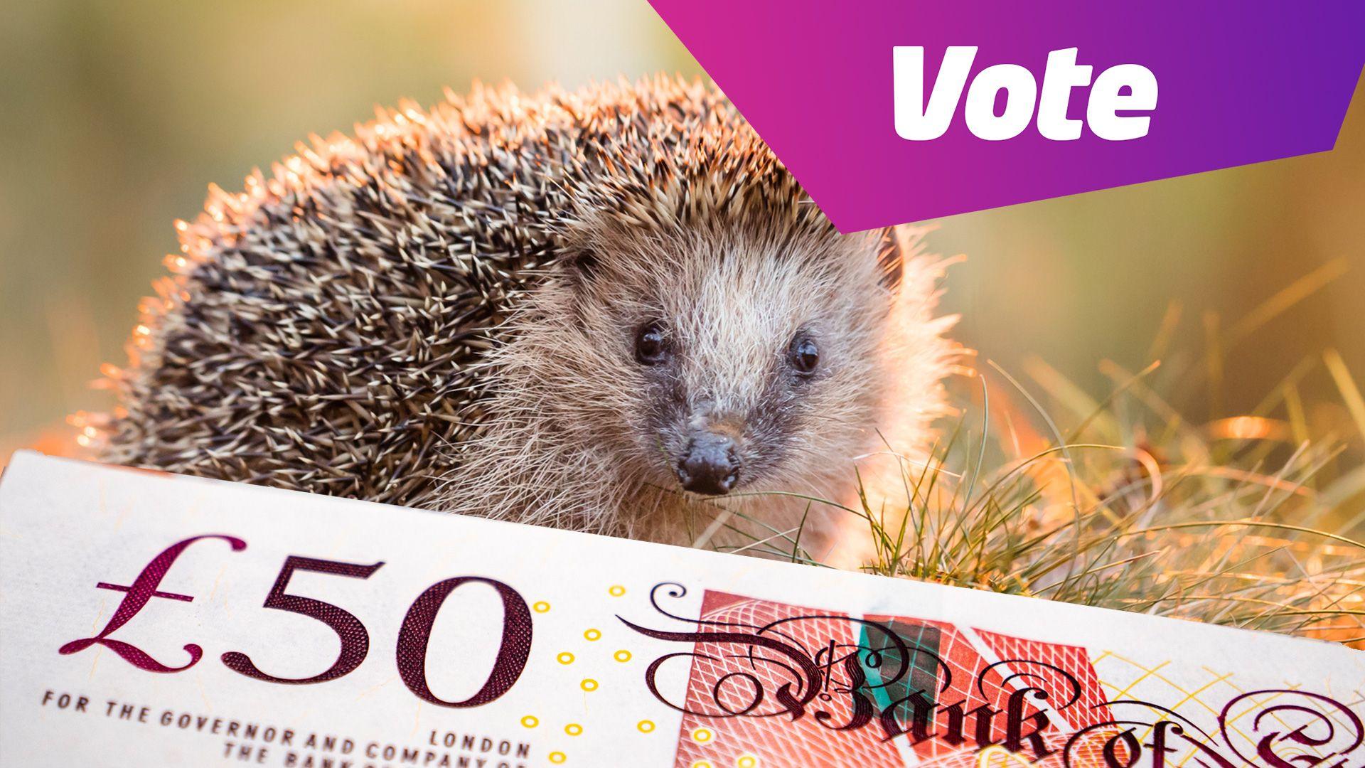 An image combining a photo of a hedgehog and of a banknote with text reading 'Vote' in the corner