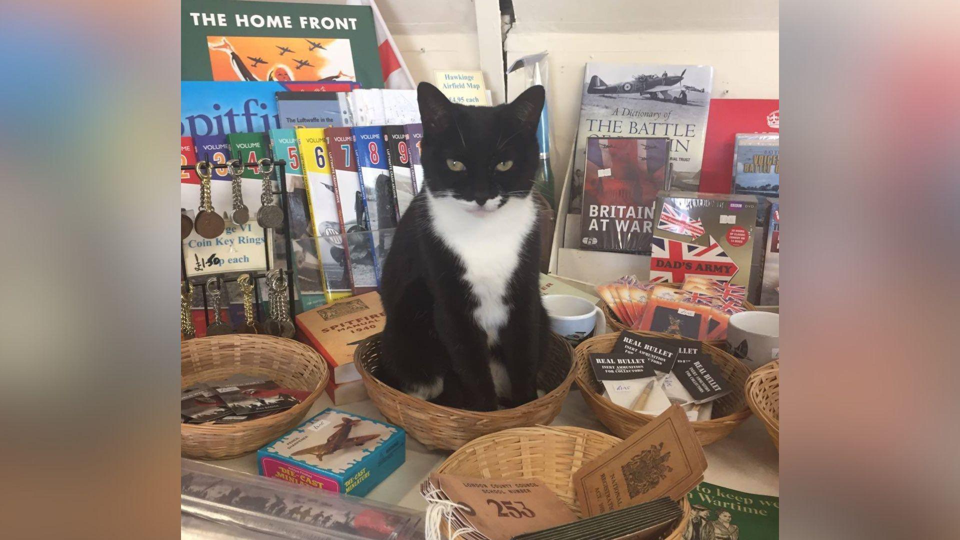 A black and white cat sitting in a woven basket inside a gift shop. She is surrounded by Battle of Britain-themed gifts.