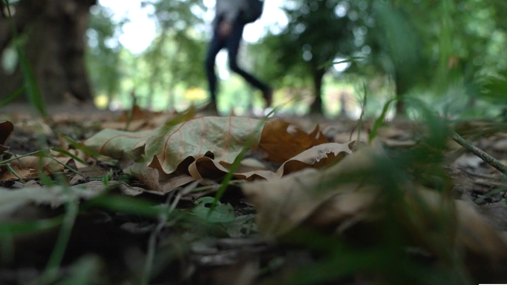Brown leaves lie on the ground in a park. 