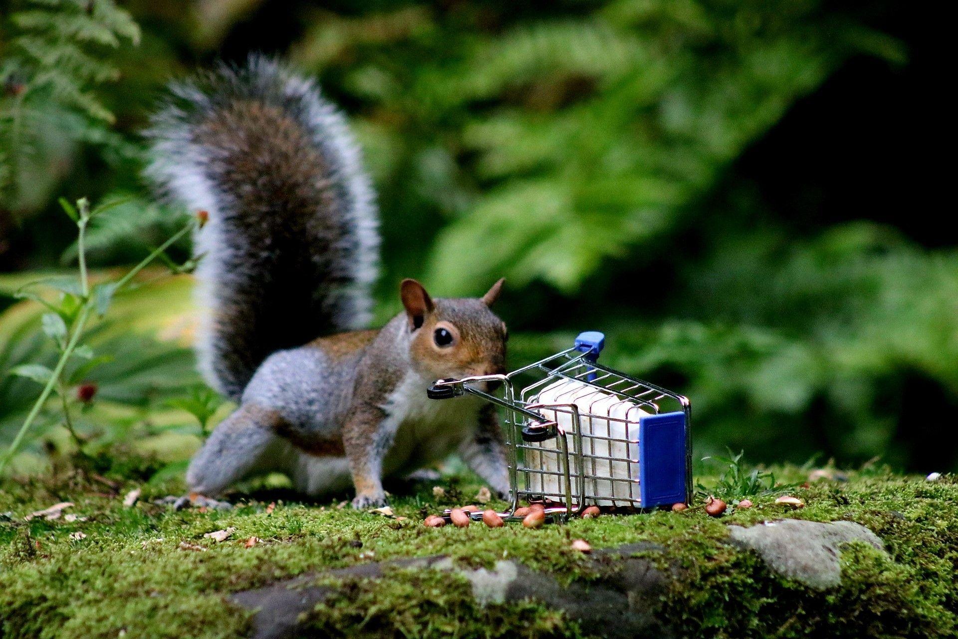 Close-up image of a cheeky-looking grey squirrel in a wood, a mini shopping trolley tipped over and nuts strewn on the ground