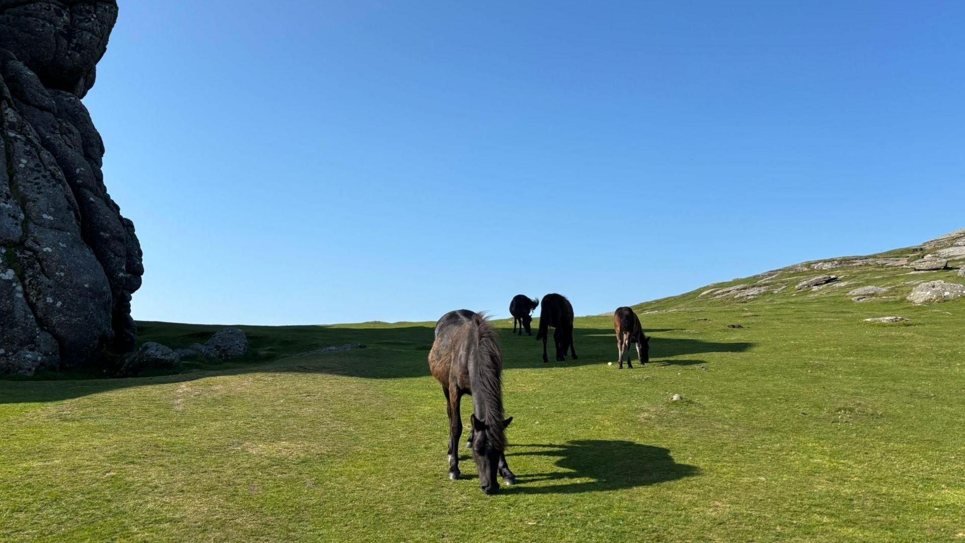 A Dartmoor Pony on Dartmoor. It is black and grazing on grass with a completely clear sky.
