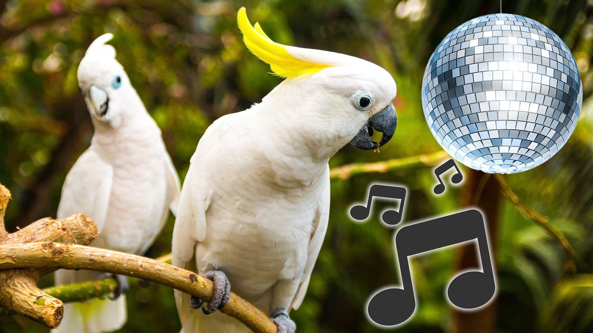 Two white cockatoos are sitting on branches. One is in the foreground and the other is in the background. They look a bit like they're dancing. To the right of them superimposed on the photograph is an image of a disco ball and musical notes.