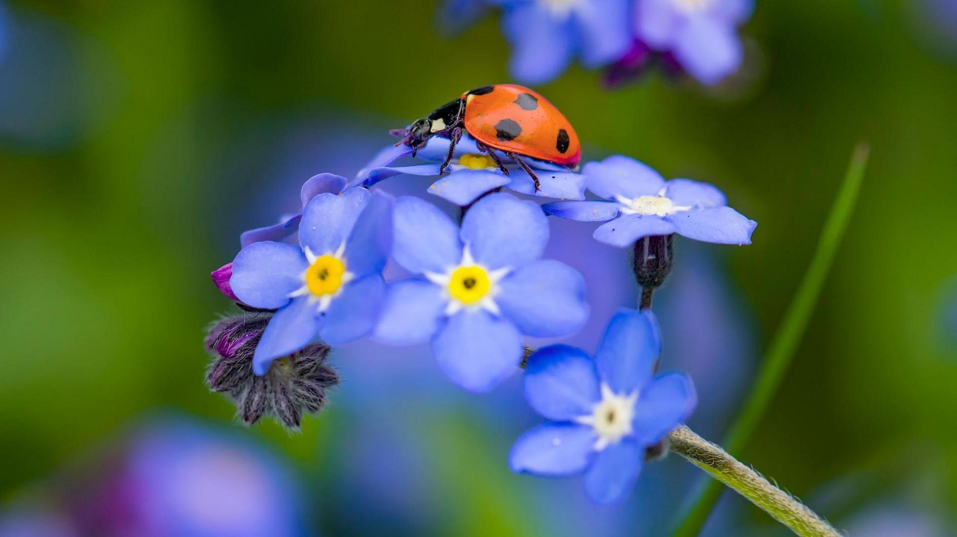 Ladybird on a flower. 