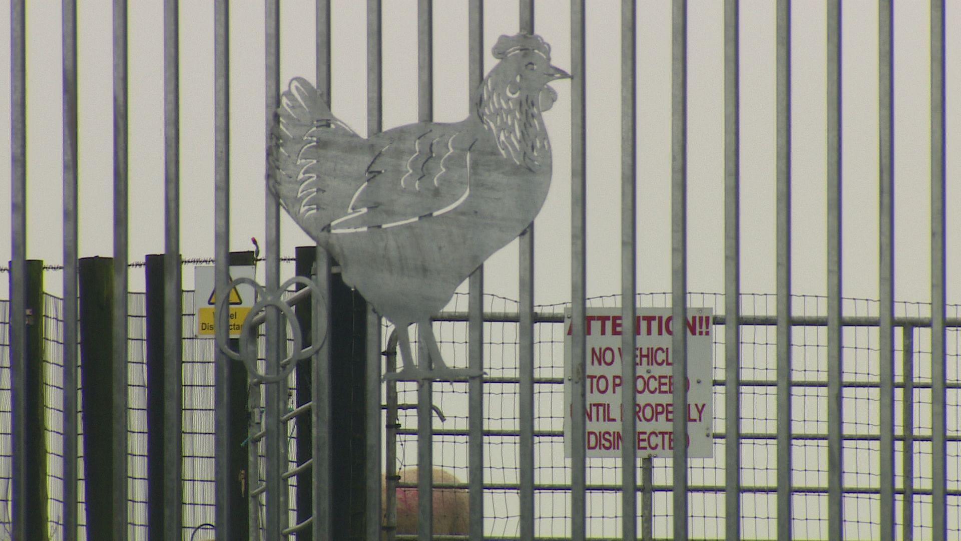 A picture of a chicken on a silver fence. A sheep is behind the fence. A sign, partially obstructed, says attention: no vehicle to proceed until properly disinfected.