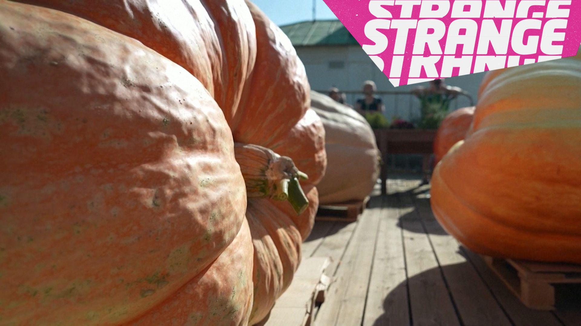 Giant pumpkins and the Strange News logo