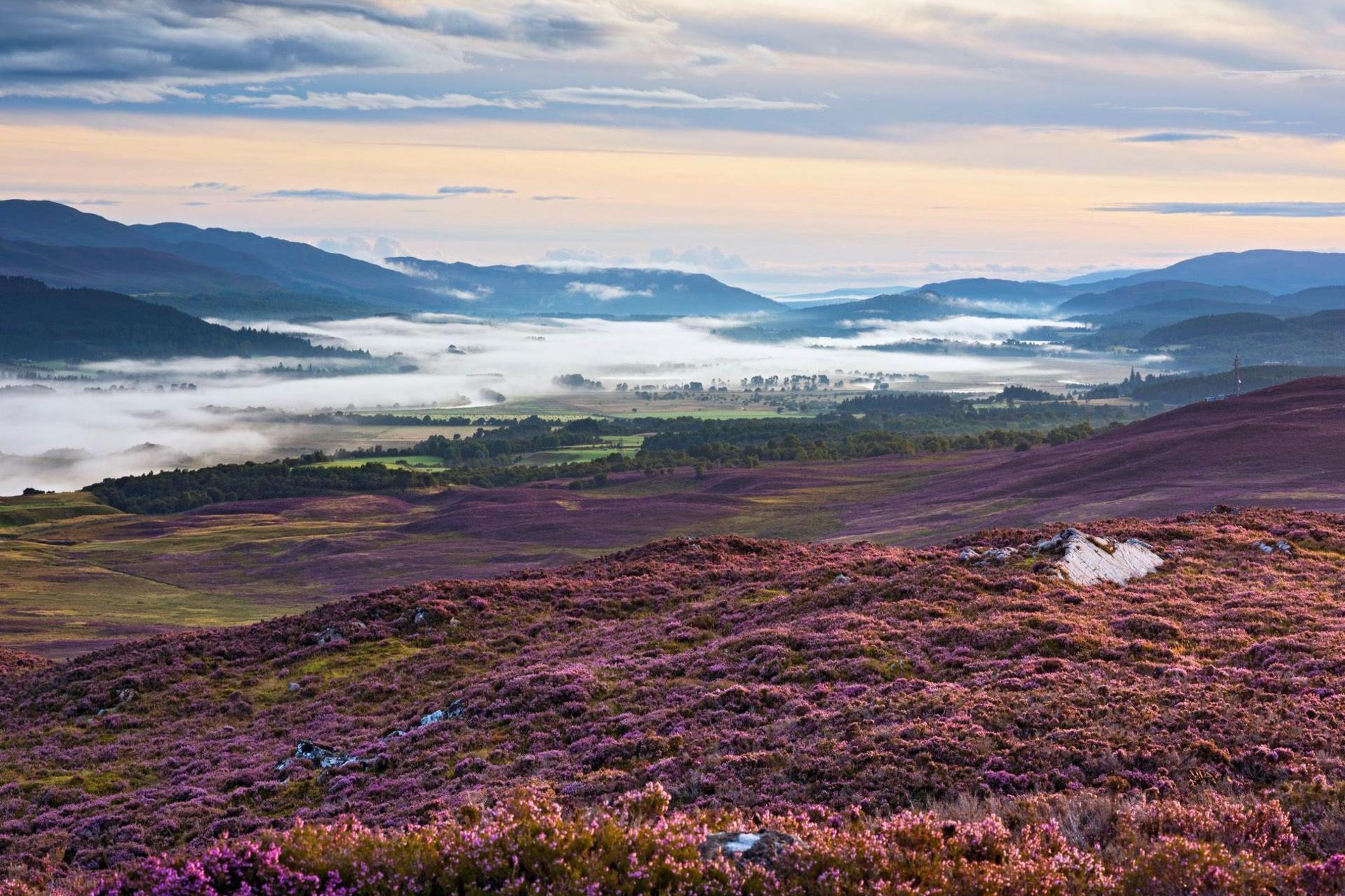 A view over a purple heather-covered hillside towards a glen filled with mist. Hills rise either side of the glen.