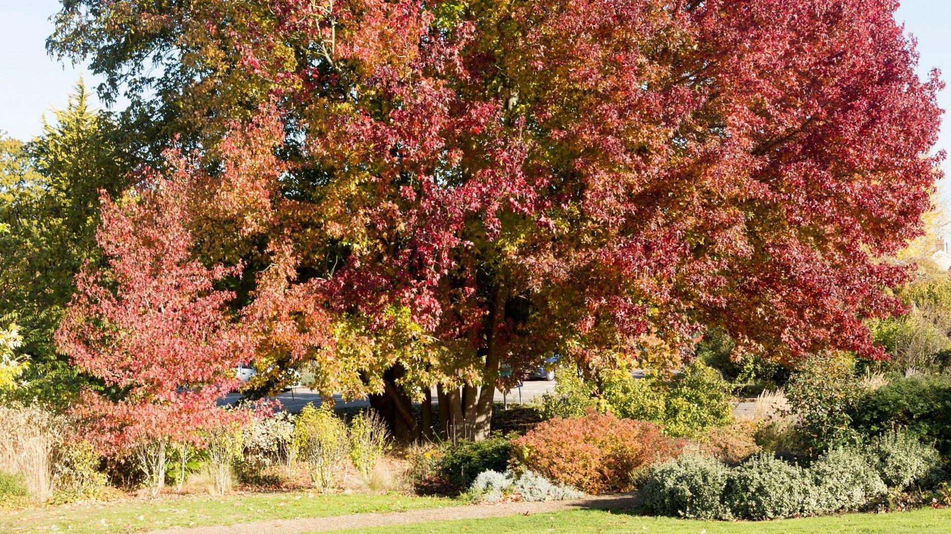 A large tree in autumn showing an array of orange and red hued leaves