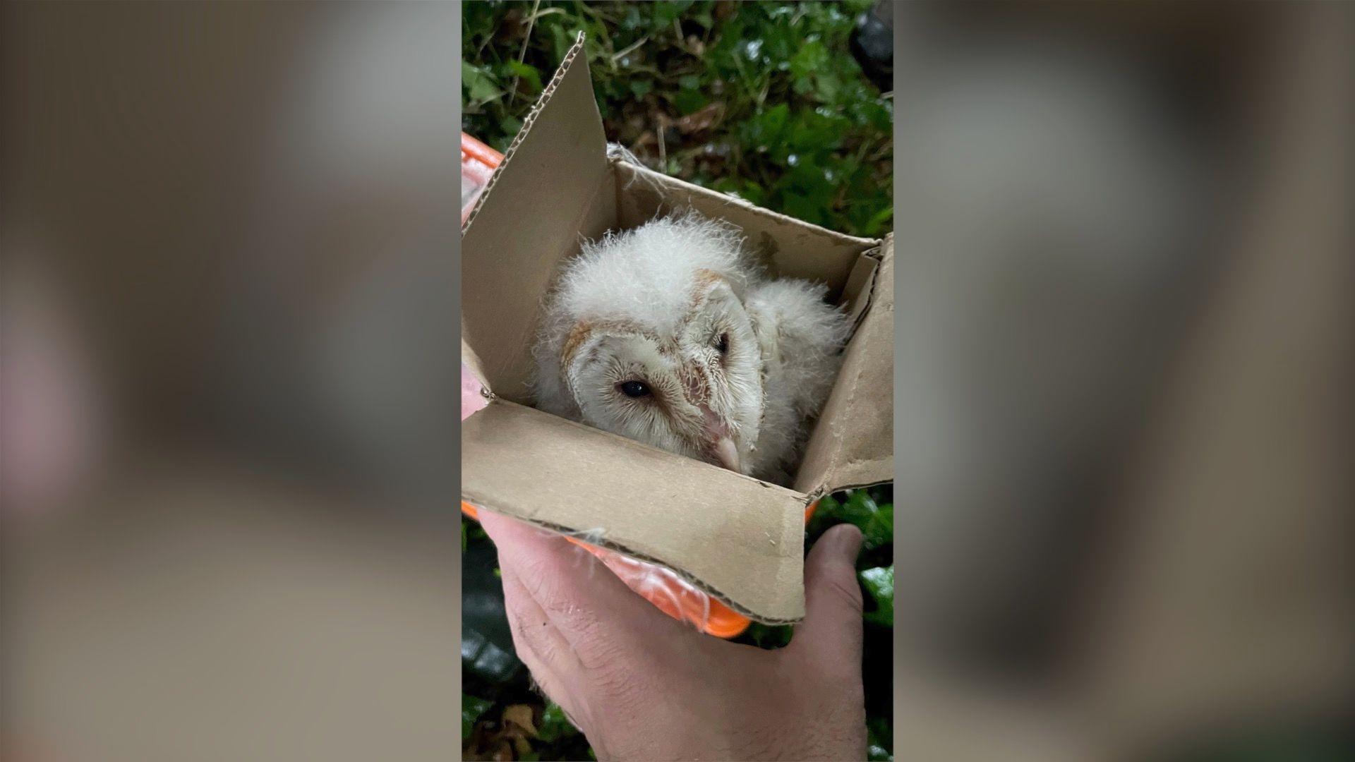 A baby owl inside a box being weighed