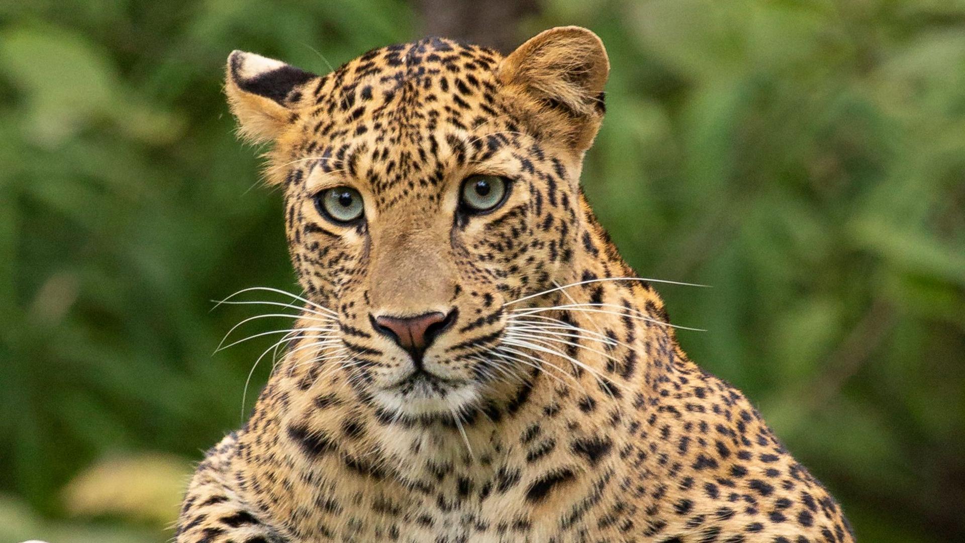 Close up shot of a leopard sitting in a tree