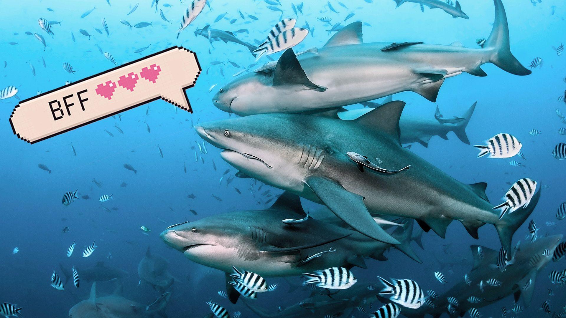 Three bull sharks swim in waters surrounded by small stripey fish. There is a graphic that is pixelated like a cartoon speech bubble that says BFF with three love hearts