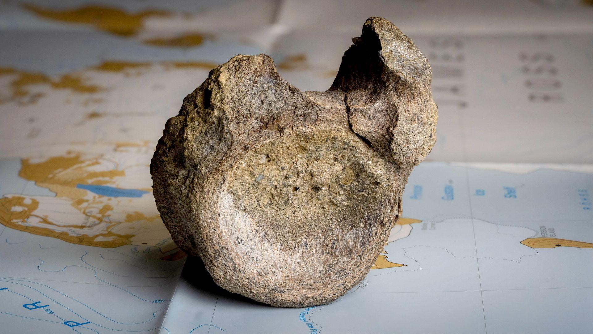 A fossilised dark brown, mottled bone is sitting on a map of Antarctica on a table. It is on a blue area of the map and areas of brown and white are behind it. The bone is a vertebrae with a round, concave, circular area facing the camera with a lump sticking up on the right hand side. Slightly further back a smaller lump is poking up on the left. There is a dip in between them. 