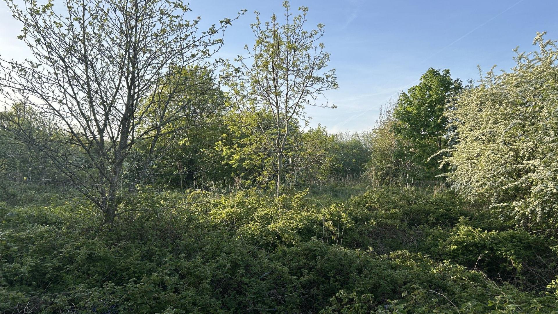 A view of part of the wildlife corridor in Oldbury. There are lots of trees and green space. They can be seen for a number of metres in the distance.