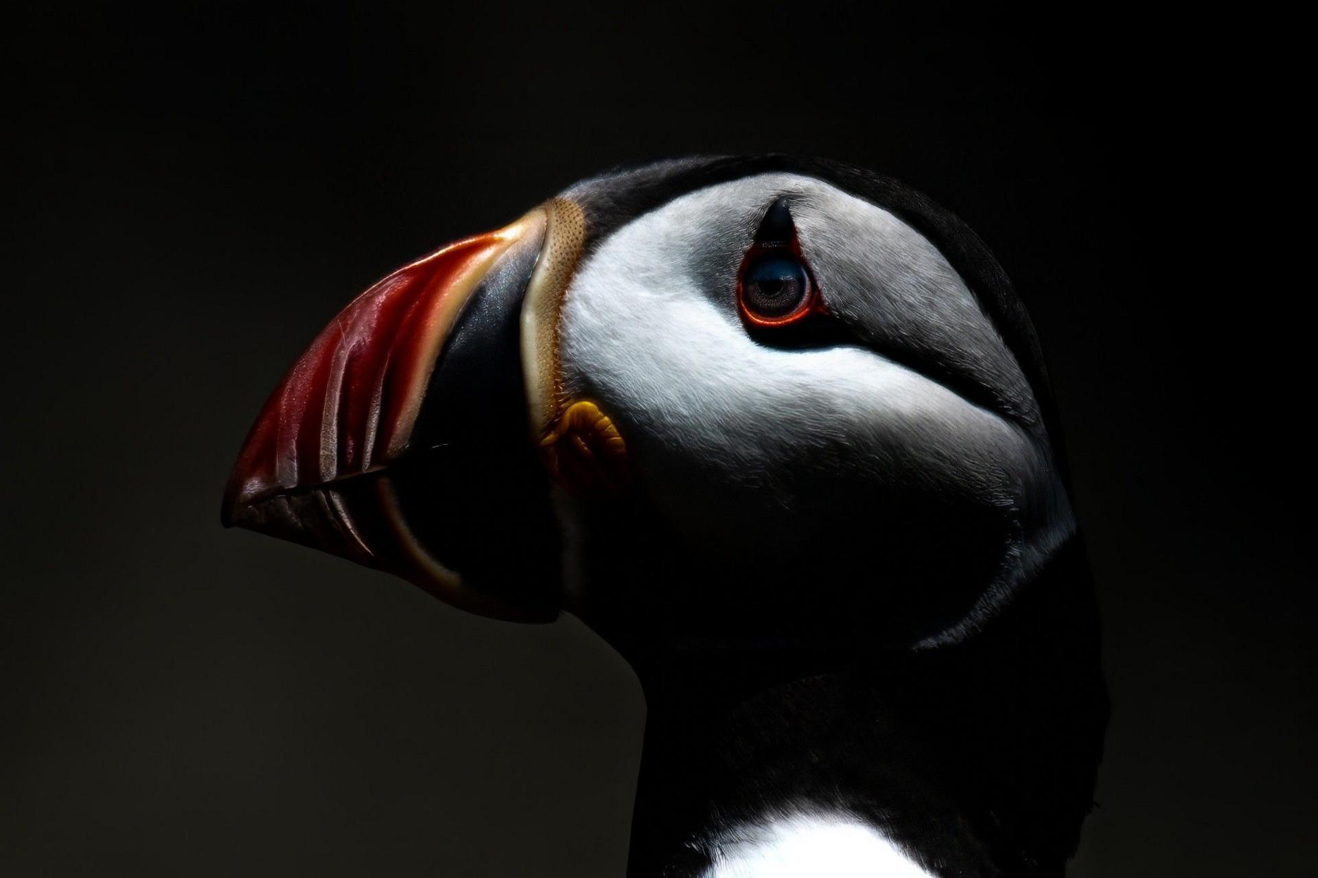 A close up of a puffin's beak