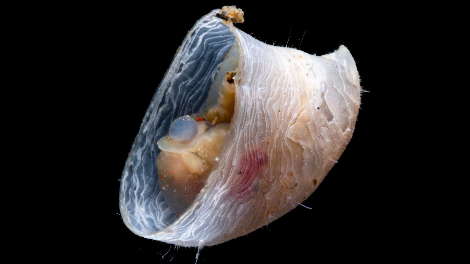 A limpet with a soft shell and sphere-like structures inside