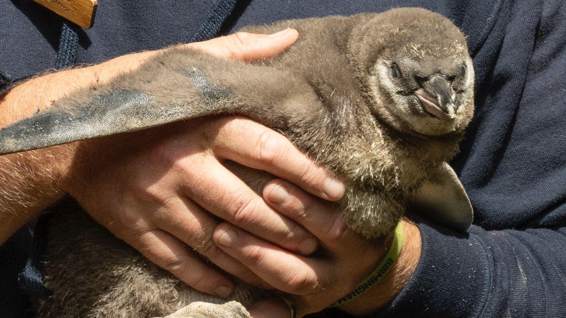 A man holds a fluffy young penguin in his hands. The man is wearing a dark blue sweatshirt and the penguin is mostly dark grey in colour