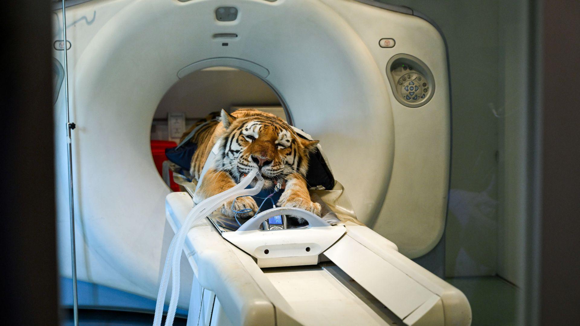 An orange tiger with black stripes moving into a CT scan machine. The tiger is sedated on a stretcher with two plastic tubes in its mouth.