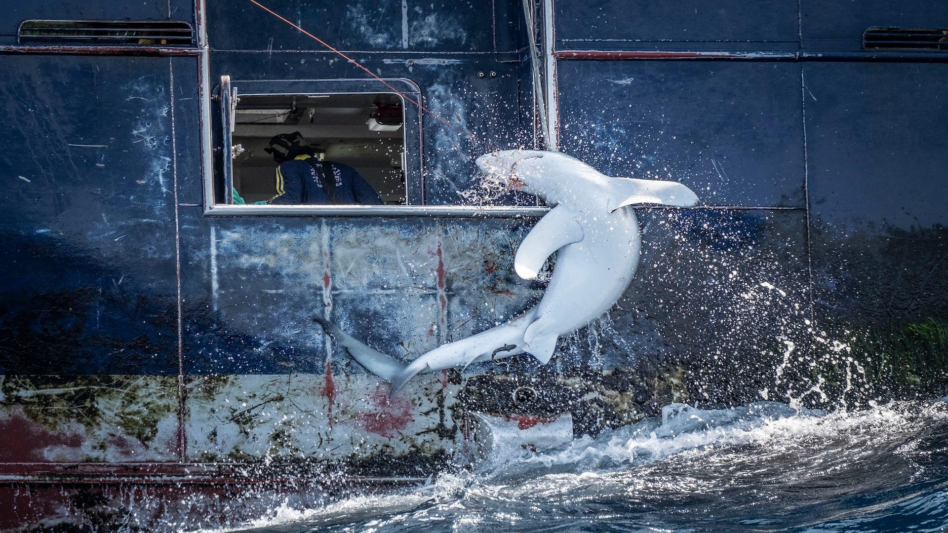 A requiem shark, its body arched in a final act of resistance after being caught by a blue fishing ship