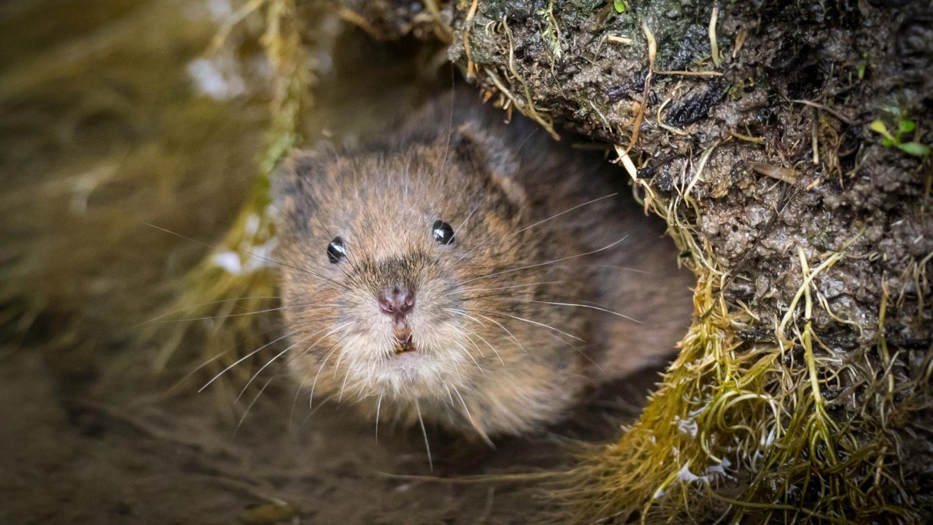 A water vole, a small rodent with beady eyes and whiskers. It is outside its burrow.