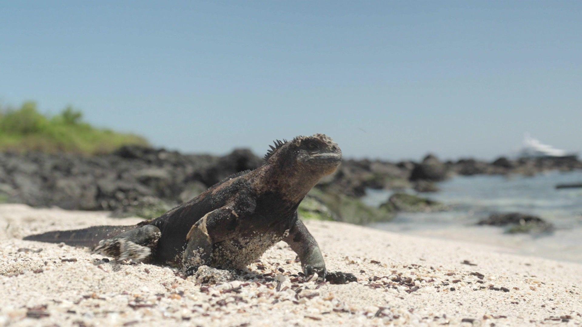 A photo of an iguana