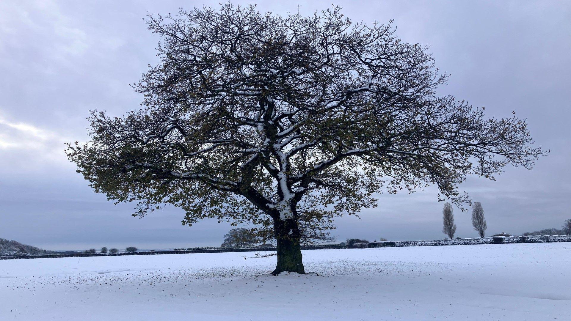 A tree covered in snow in a field