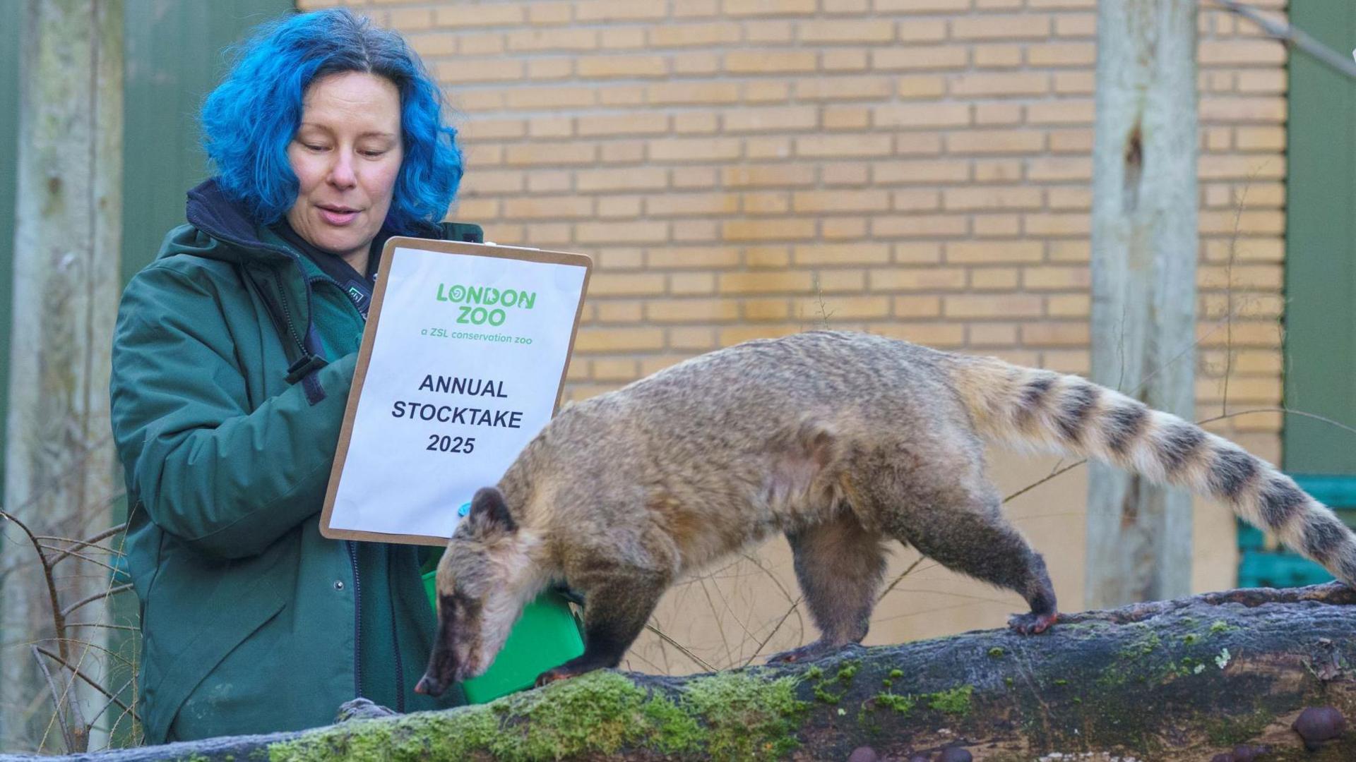 A brown-nosed coati walks along a wall next to a zoo keeper