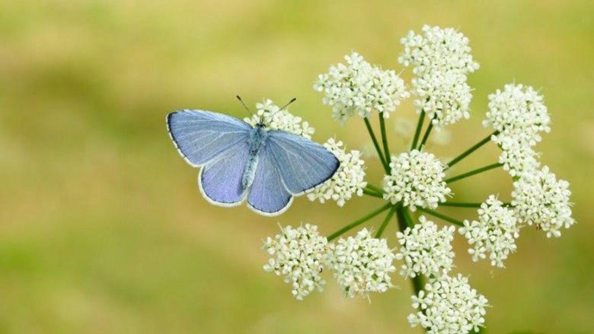 Britain set for butterfly boom after hot weather