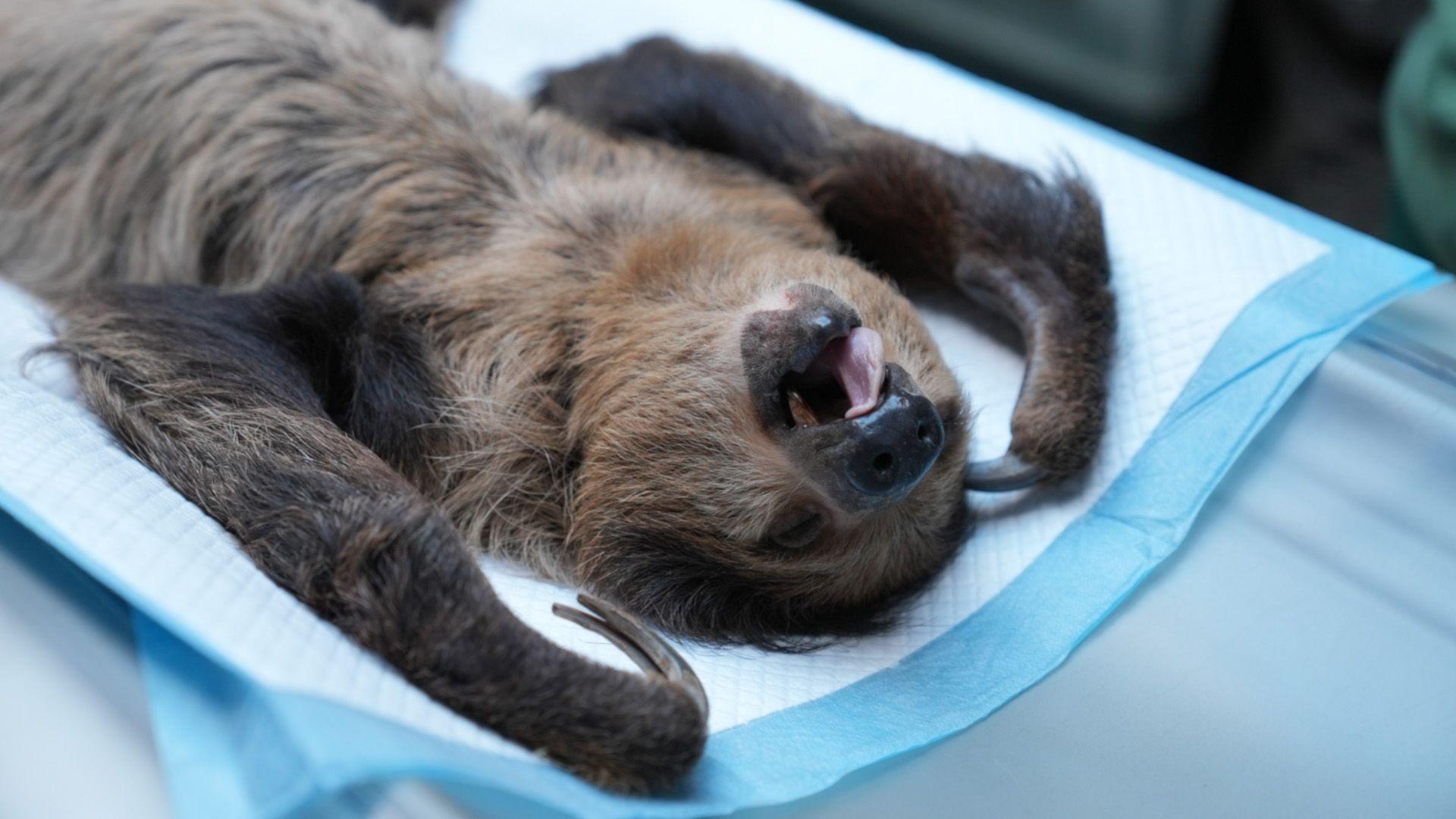 A sloth lies on a puppy pad on its back. It's arms are by its head. Its mouth is open and its eyes are closed with a pink tongue lolling to the side