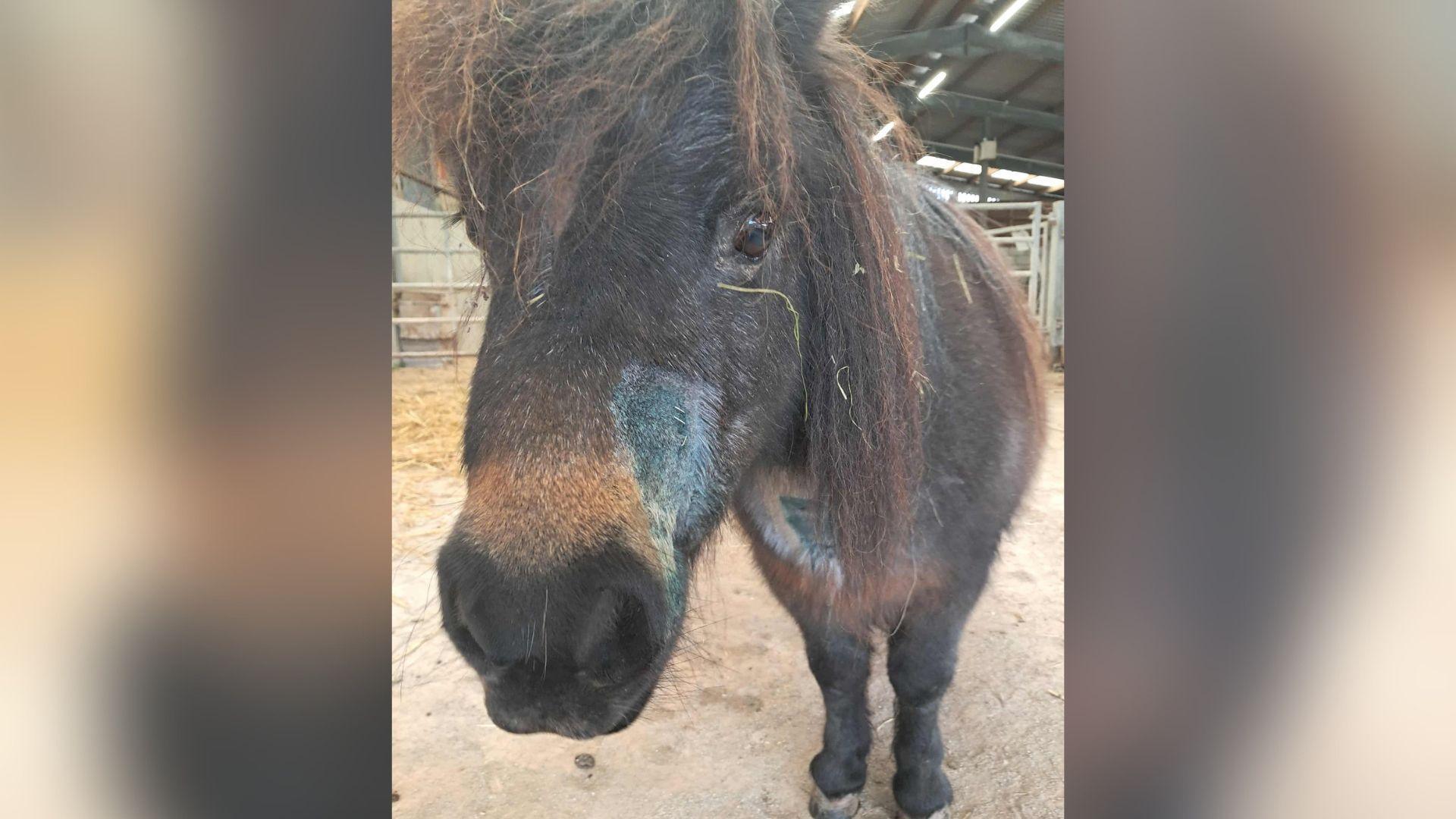 A close-up of a brown pony's face. It is dark brown but has lighter brown hair on its nose. You can see its messy mane, which has some grass and hay stuck in it. It has dark brown eyes and its two front feet can just be made out in the picture. It appears to be standing inside a barn, with metal farm gates visible in the background.