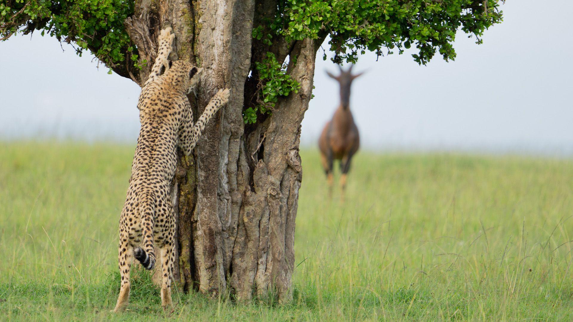 Cheetah hiding behind a tree with a gazelle in the background blurred