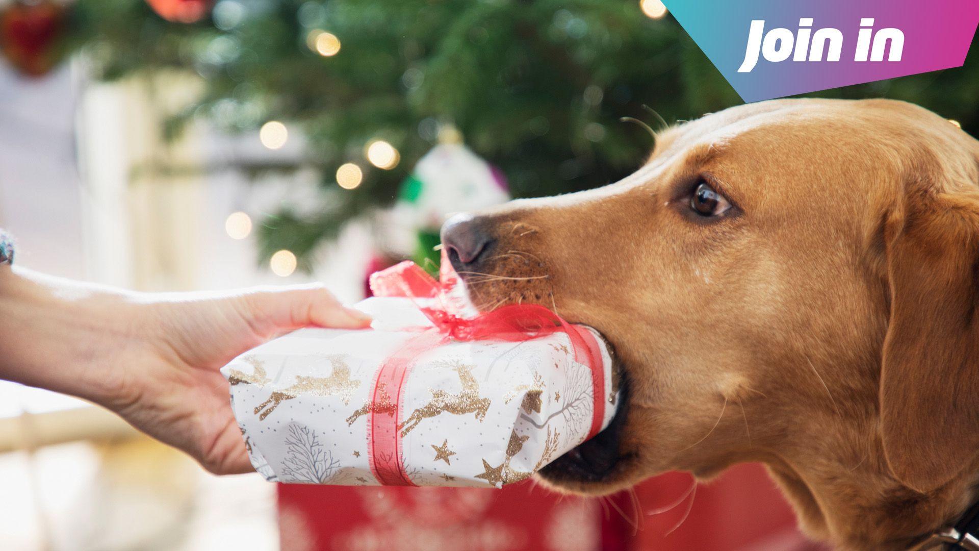 Dog with Xmas presents 