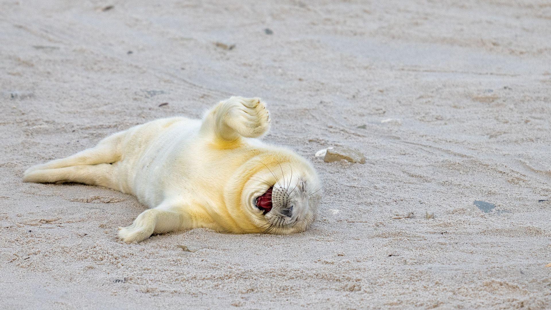 A white baby seal rolling on the sand looking like its laughing hard