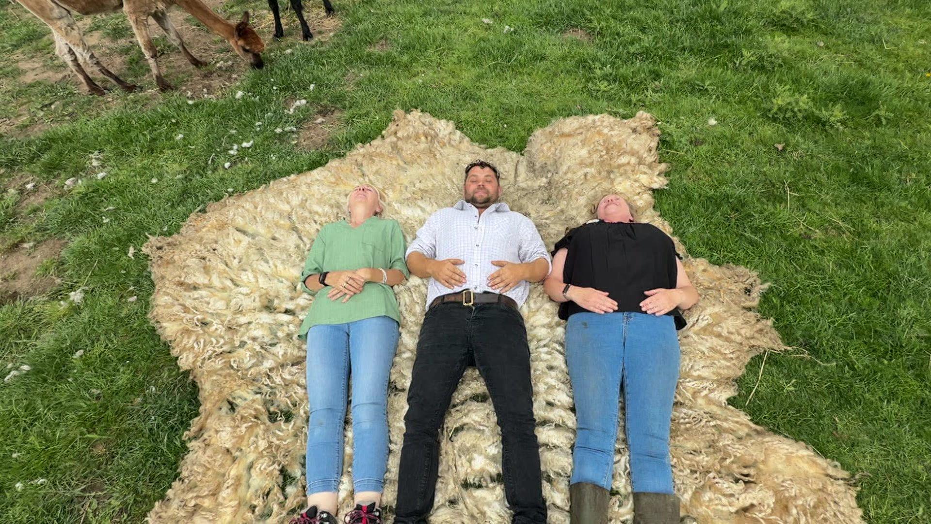 Sheep shearer Carl Sutton lies on the wool, alongside Lynn Kirk (left) and Angie Beale from the Black Barn Therapy Farm. The three of them are laying down on the fleece. It is easily taller than all three and much wider.