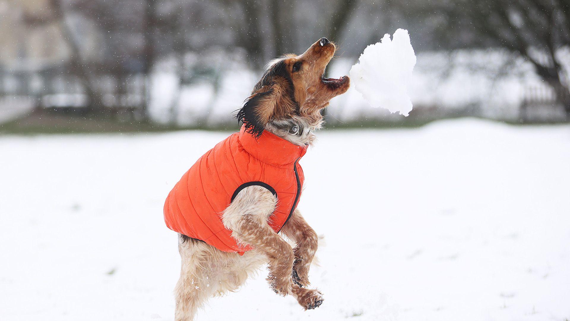 A dog wearing a bright orange vest jumping in the air at a snowball