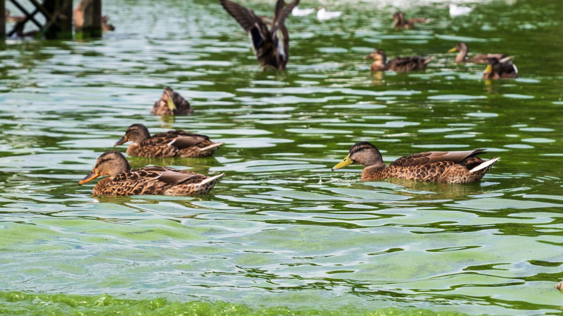 Ducks in river at entrance to Lough Neagh in affected water from Blue Green algae blooms pollution in Lough Neagh 