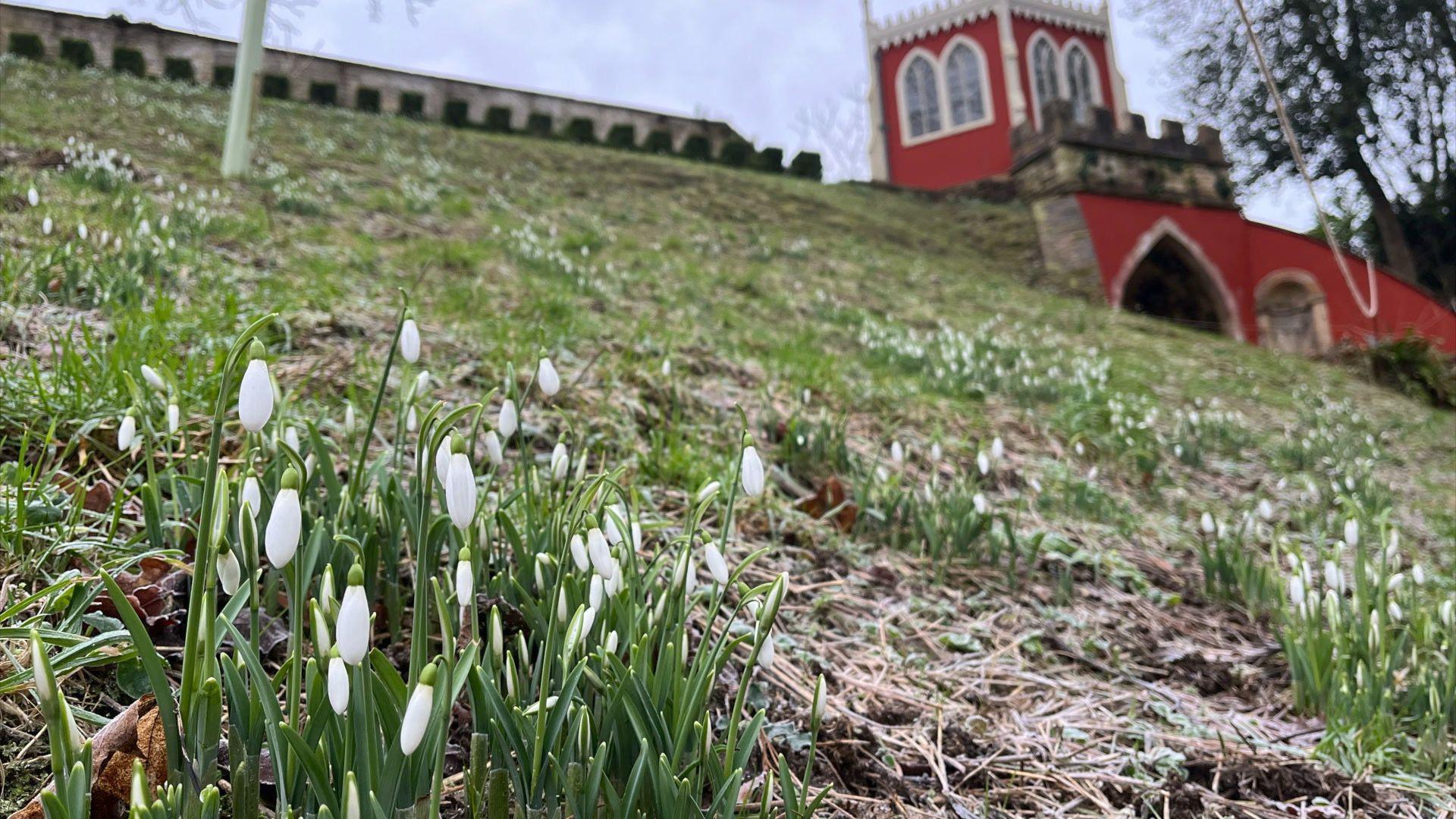 Snowdrops in the forefront and a steep green hill in the background with a red castle-like building in the background at Painswick Rococo Garden in Gloucestershire.