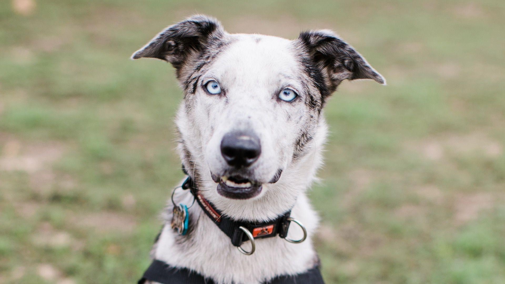 A close up portrait of a dog with white and black fur and bright blue eyes.
