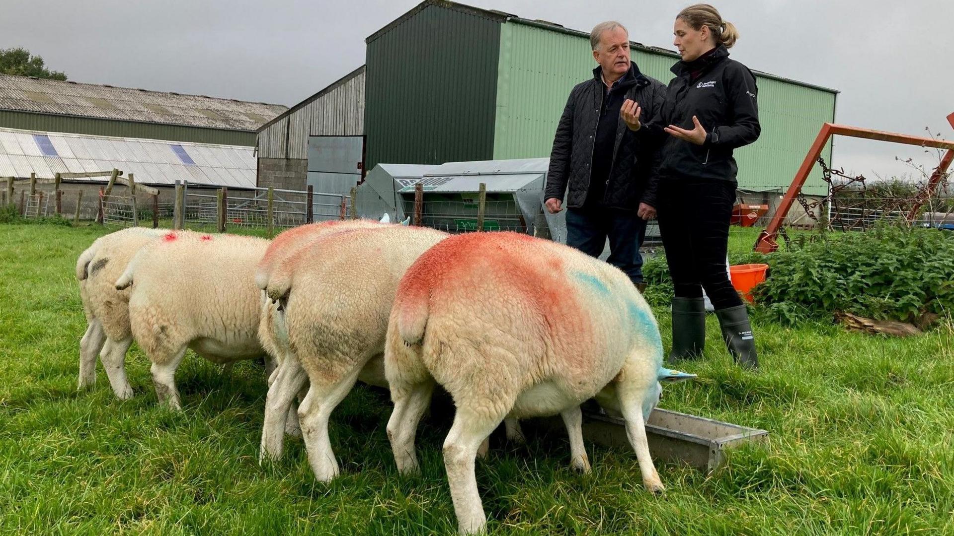 Dr Sioned Timothy advises a farmer in a field near Bridgend about the signs of bluetongue infection, as sheep feed from trays